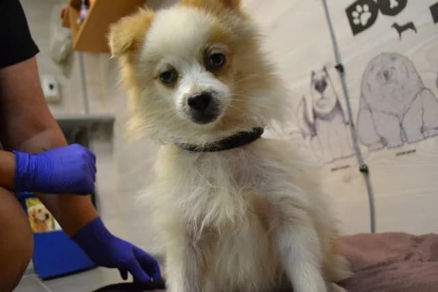 Erik, male puppy Mixed Breed for adoption at Pets Tallinn Shelter, Tallinn