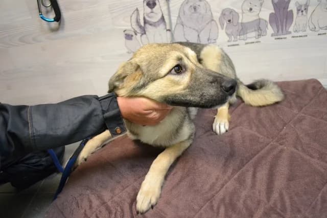 Sunny, Mixed Breed (Pets Tallinn Shelter)