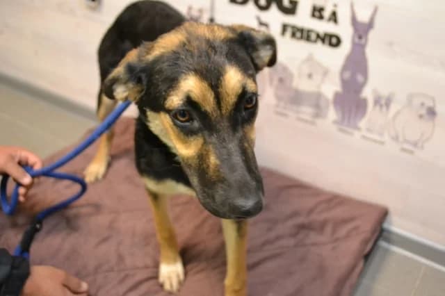 Kaunis Dana, Mixed Breed (Pets Tallinn Shelter)
