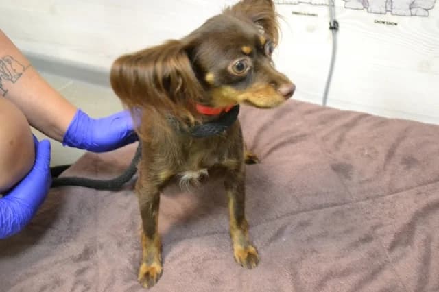 Kaisa, female 3yo Mixed Breed for adoption at Pets Tallinn Shelter, Tallinn