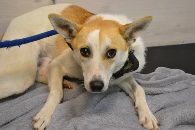 Barney, Mixed Breed (Pets Tallinn Shelter)