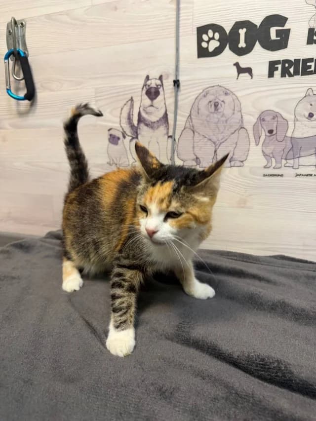 Asya, female 3yo Mixed Breed for adoption at Pets Tallinn Shelter, Tallinn