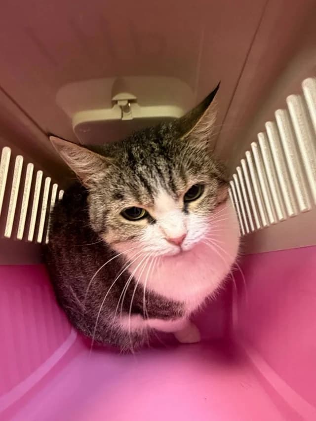 Marsi, female 3yo Mixed Breed for adoption at Pets Tallinn Shelter, Tallinn