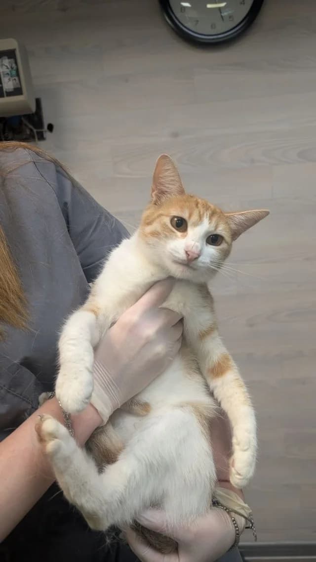 Stasy, Mixed Breed (Pets Tallinn Shelter)