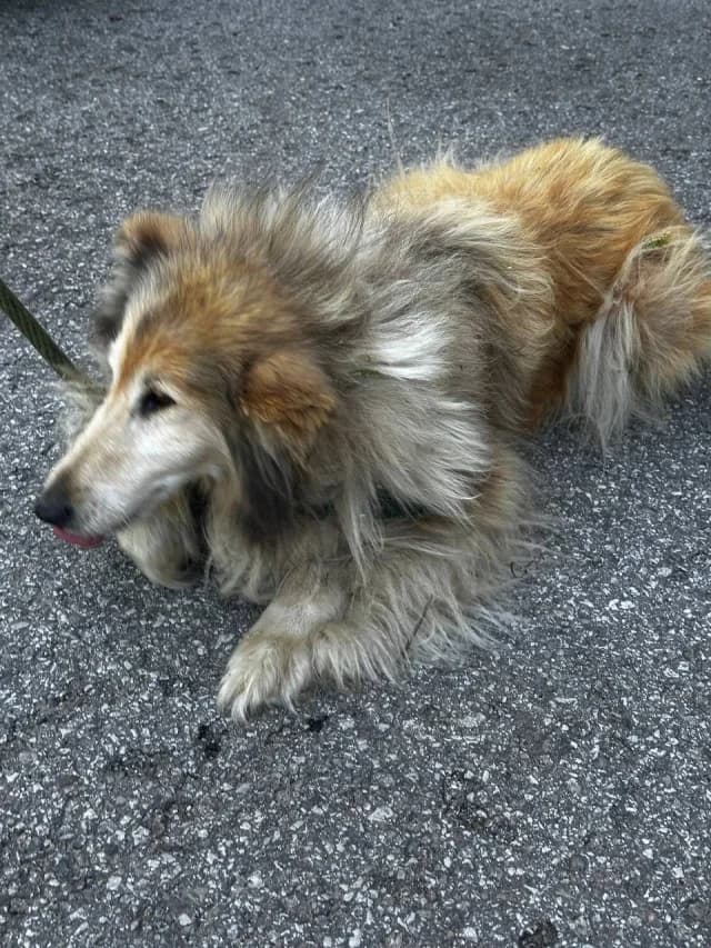 Vileena, Mixed Breed (Pets Tallinn Shelter)