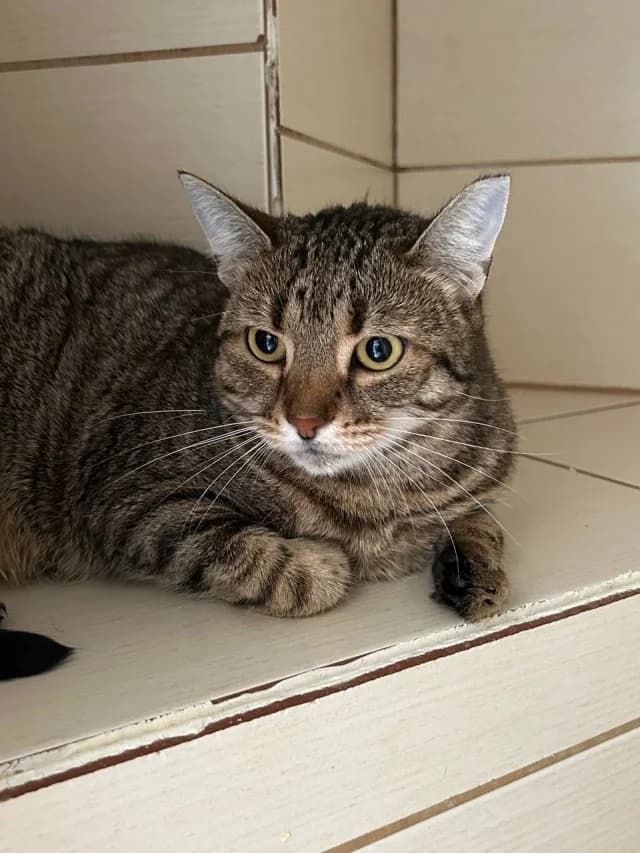 Tabi, female 3yo Mixed Breed for adoption at Pets Tallinn Shelter, Tallinn
