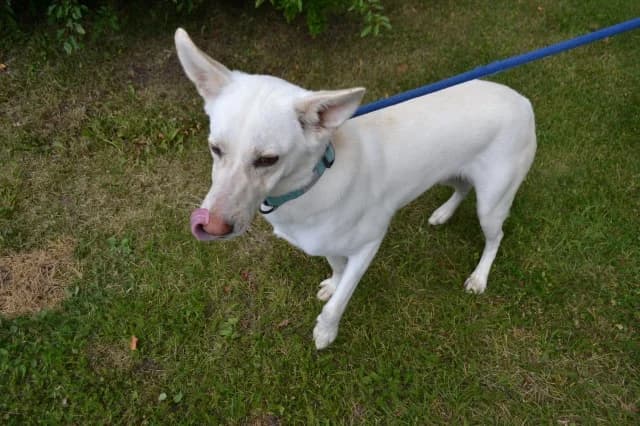 Bella, female 3yo Mixed Breed for adoption at Pets Tallinn Shelter, Tallinn