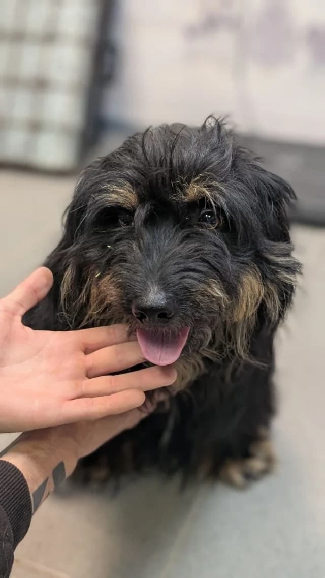 Dog 28817, female 3yo Mixed Breed for adoption at Pets Tallinn Shelter, Tallinn