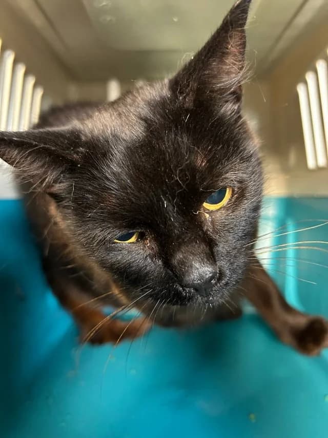 Cat 28819, female young Mixed Breed for adoption at Pets Tallinn Shelter, Tallinn