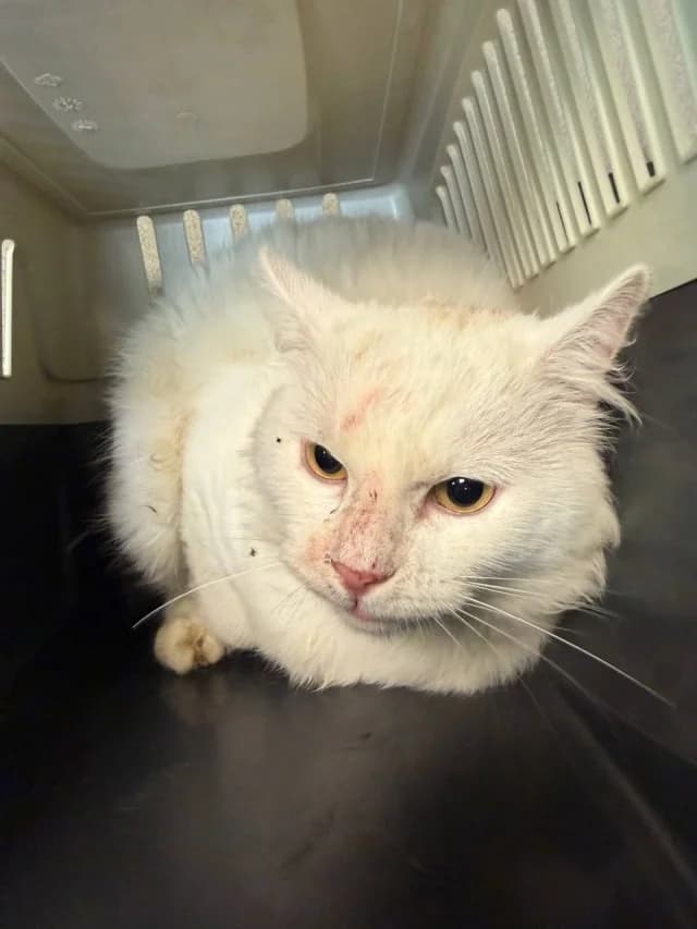 Cat 28821, female young Mixed Breed for adoption at Pets Tallinn Shelter, Tallinn