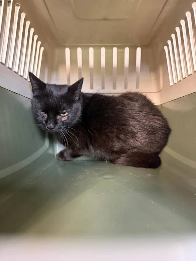 Cat 28841, female 3yo Mixed Breed for adoption at Pets Tallinn Shelter, Tallinn
