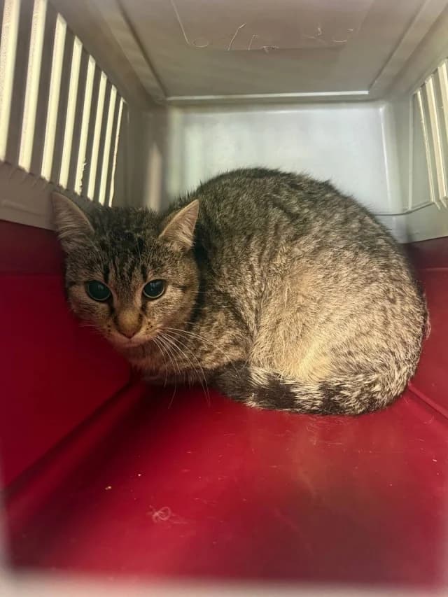 Cat 28842, female 3yo Mixed Breed for adoption at Pets Tallinn Shelter, Tallinn