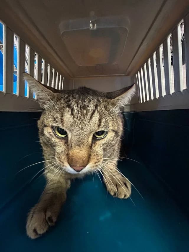 Cat 28844, female 3yo Mixed Breed for adoption at Pets Tallinn Shelter, Tallinn