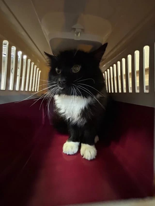 Cat 28845, female 3yo Mixed Breed for adoption at Pets Tallinn Shelter, Tallinn