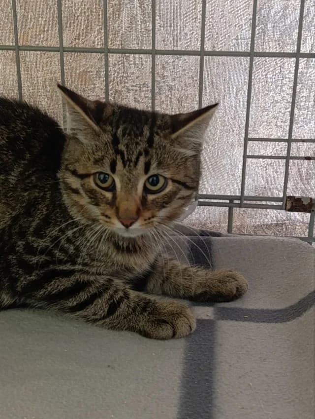 Cat 28854, female 3yo Mixed Breed for adoption at Pets Tallinn Shelter, Tallinn