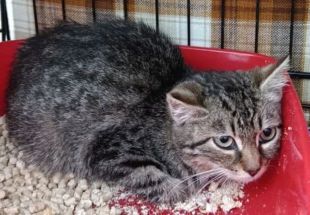 Cat 28855, female 3yo Mixed Breed for adoption at Pets Tallinn Shelter, Tallinn