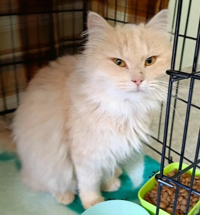Cat 28856, female 3yo Mixed Breed for adoption at Pets Tallinn Shelter, Tallinn