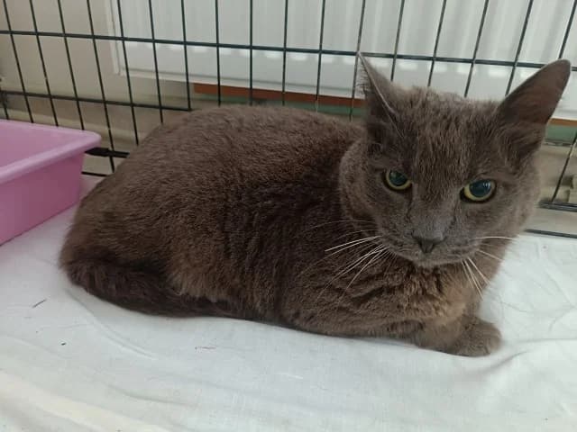 Cat 28857, female 3yo Mixed Breed for adoption at Pets Tallinn Shelter, Tallinn
