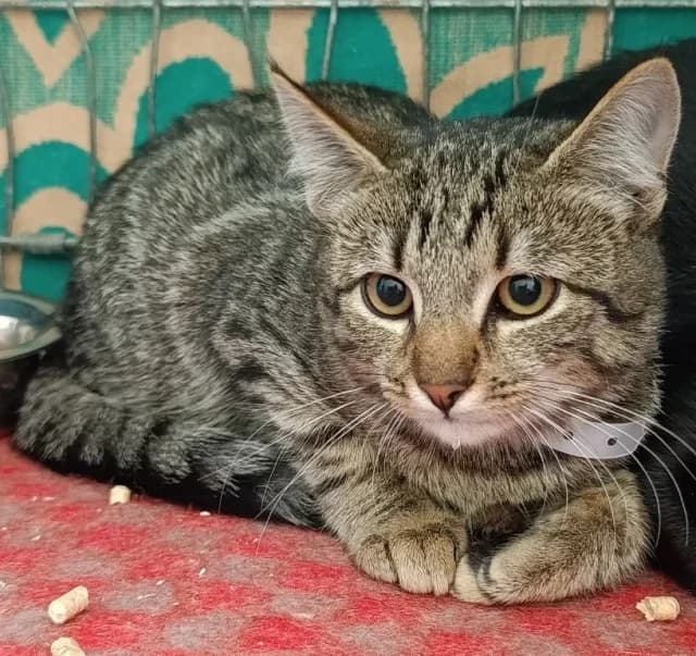 Cat 28858, female 3yo Mixed Breed for adoption at Pets Tallinn Shelter, Tallinn