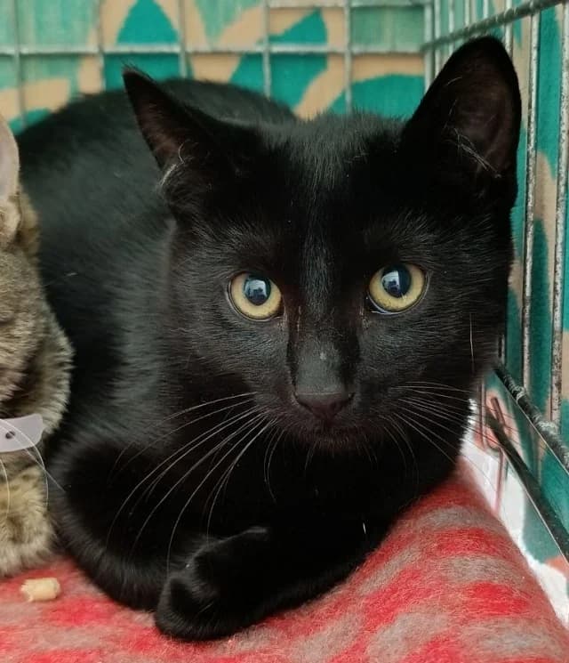 Cat 28859, female 3yo Mixed Breed for adoption at Pets Tallinn Shelter, Tallinn