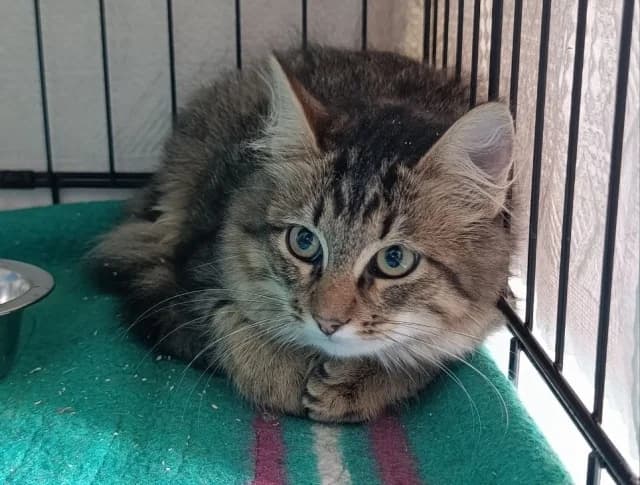 Cat 28860, female 3yo Mixed Breed for adoption at Pets Tallinn Shelter, Tallinn