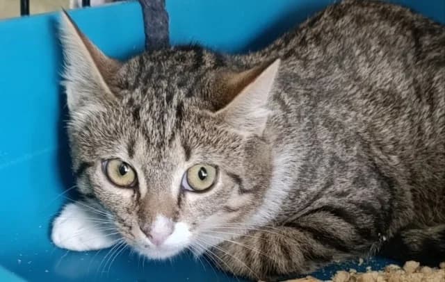 Cat 28861, female 3yo Mixed Breed for adoption at Pets Tallinn Shelter, Tallinn