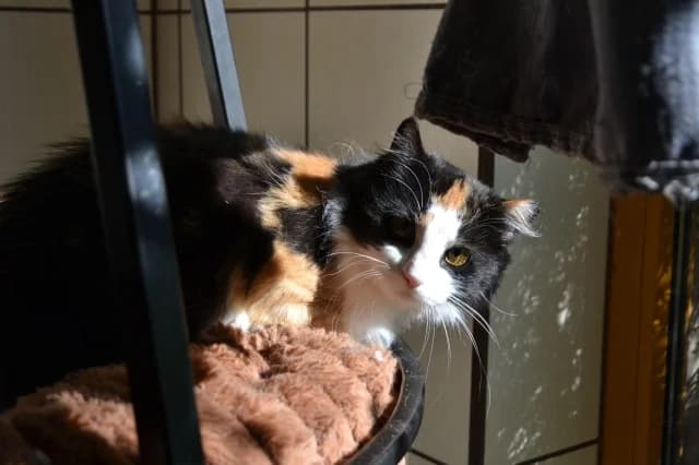 Cat 28863, female 3yo Mixed Breed for adoption at Pets Tallinn Shelter, Tallinn