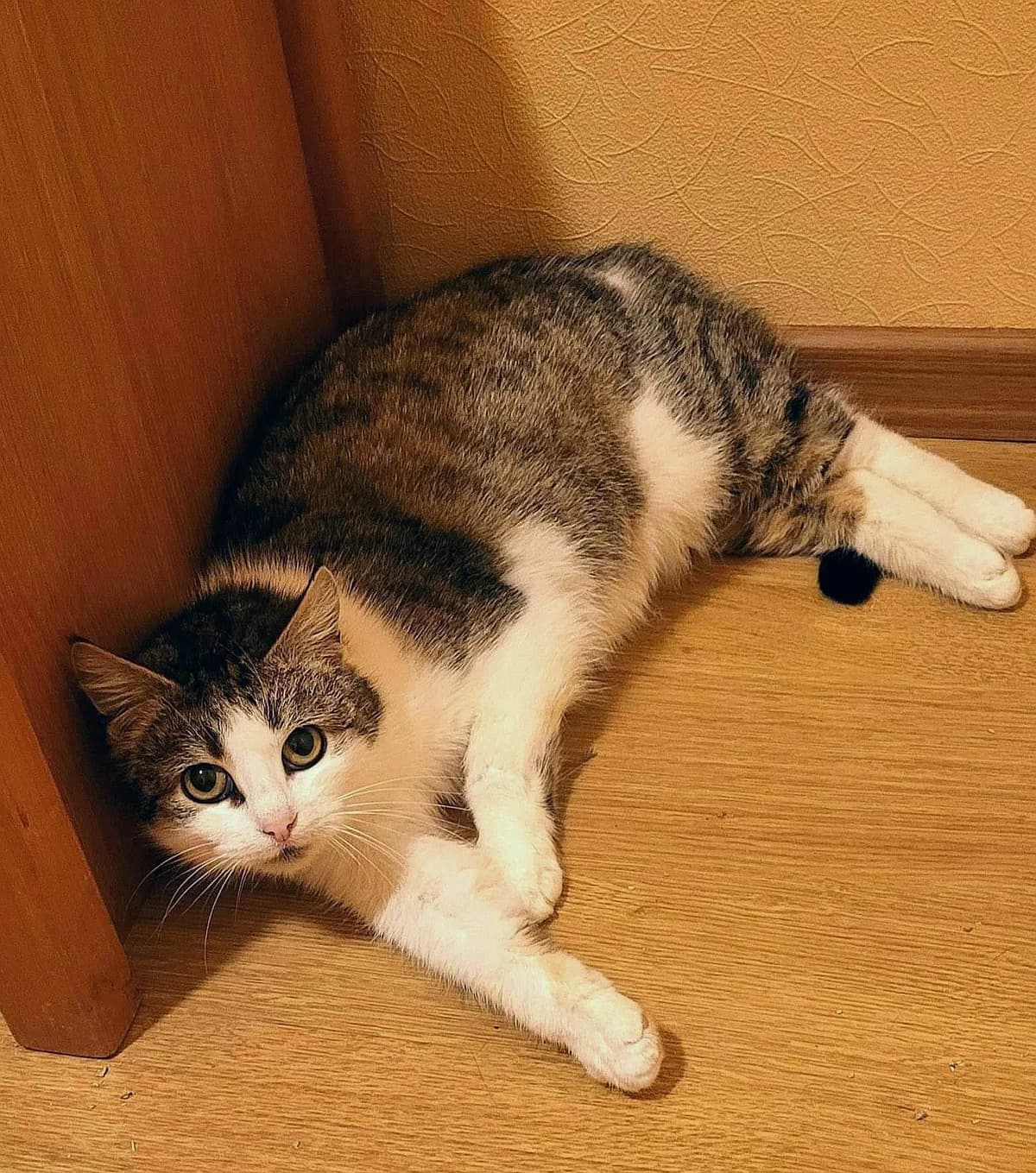 Pallike, female 3yo Mixed Breed for adoption at MTÜ Saaremaa Lemmikloomade Turvakodu, Kuressaare