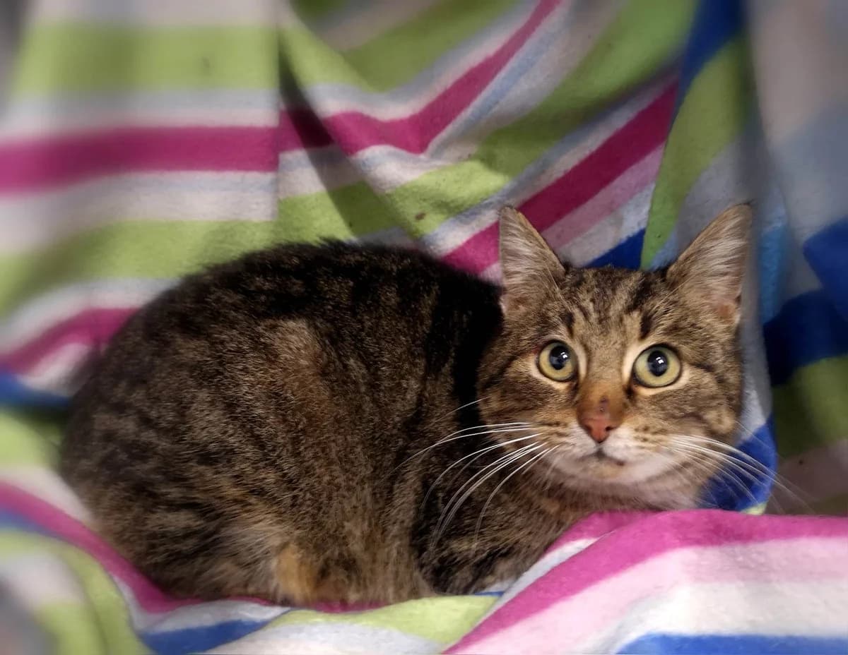 Emand, female 3yo Mixed Breed for adoption at MTÜ Saaremaa Lemmikloomade Turvakodu, Kuressaare
