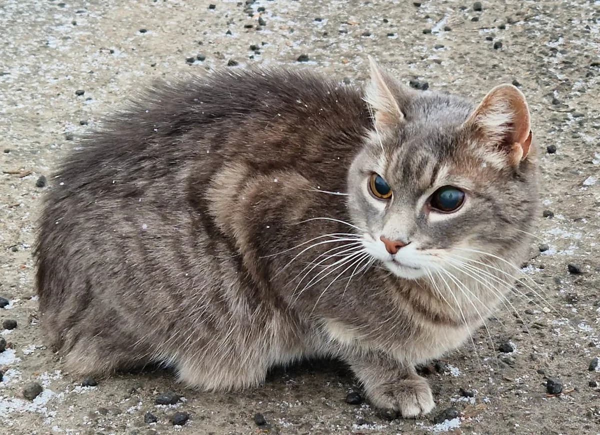 Bety, female 3yo Mixed Breed for adoption at MTÜ Saaremaa Lemmikloomade Turvakodu, Kuressaare
