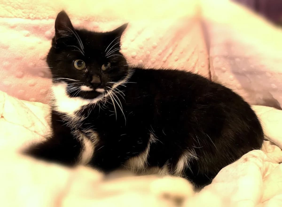Billy, male 6yo Mixed Breed for adoption at MTÜ Saaremaa Lemmikloomade Turvakodu, Kuressaare