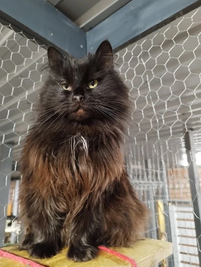 Velma, female 3yo Mixed Breed for adoption at MTÜ Saaremaa Lemmikloomade Turvakodu, Kuressaare