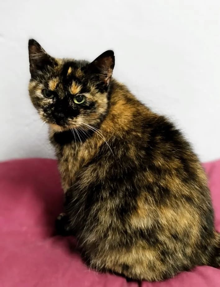Coco, female 3yo Mixed Breed for adoption at MTÜ Saaremaa Lemmikloomade Turvakodu, Kuressaare
