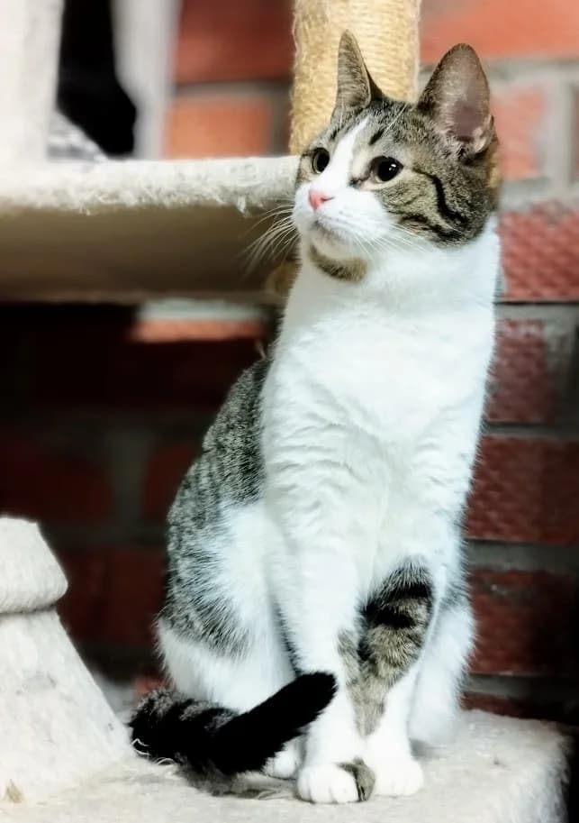 Melly, female 3yo Mixed Breed for adoption at MTÜ Saaremaa Lemmikloomade Turvakodu, Kuressaare