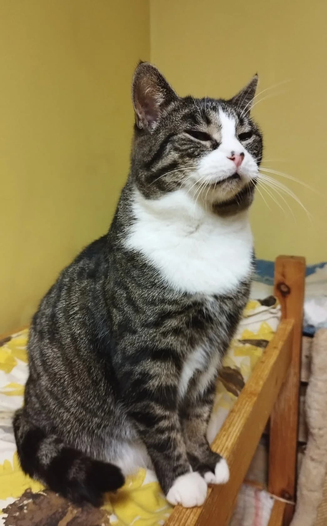 Minna, female 3yo Mixed Breed for adoption at MTÜ Saaremaa Lemmikloomade Turvakodu, Kuressaare