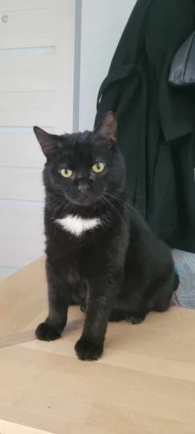 Süsi, female 3yo Mixed Breed for adoption at MTÜ Saaremaa Lemmikloomade Turvakodu, Kuressaare