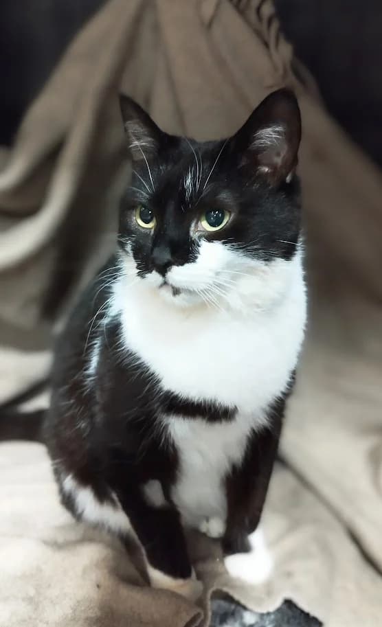 Kalli, female 3yo Mixed Breed for adoption at MTÜ Saaremaa Lemmikloomade Turvakodu, Kuressaare