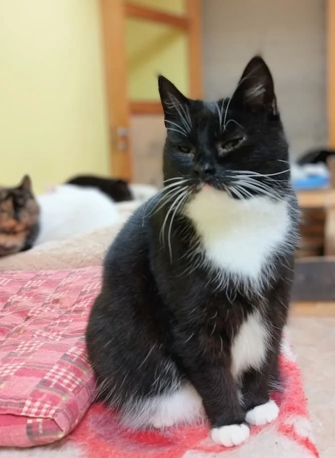 Sia, female 3yo Mixed Breed for adoption at MTÜ Saaremaa Lemmikloomade Turvakodu, Kuressaare