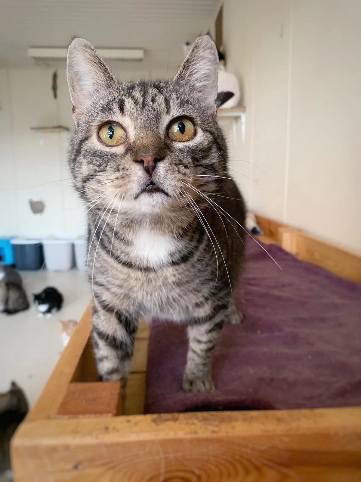 Vinny, male 7yo Mixed Breed for adoption at MTÜ Saaremaa Lemmikloomade Turvakodu, Kuressaare