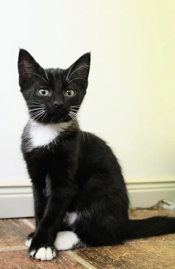 Põnn, Perla poeg, male 3yo Mixed Breed for adoption at MTÜ Saaremaa Lemmikloomade Turvakodu, Kuressaare