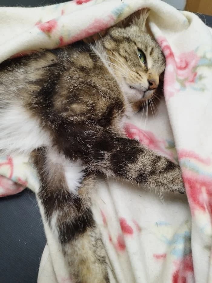 Pamma isane, male 3yo Mixed Breed for adoption at MTÜ Saaremaa Lemmikloomade Turvakodu, Kuressaare