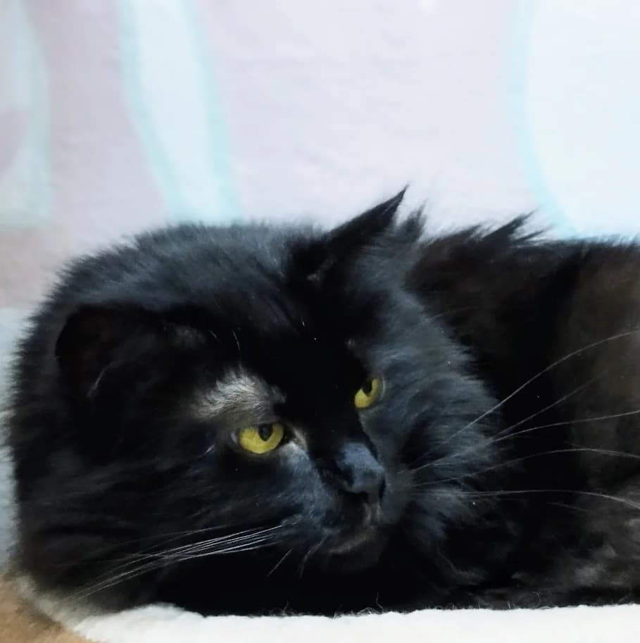 Chilli, female 5yo Mixed Breed for adoption at MTÜ Saaremaa Lemmikloomade Turvakodu, Kuressaare