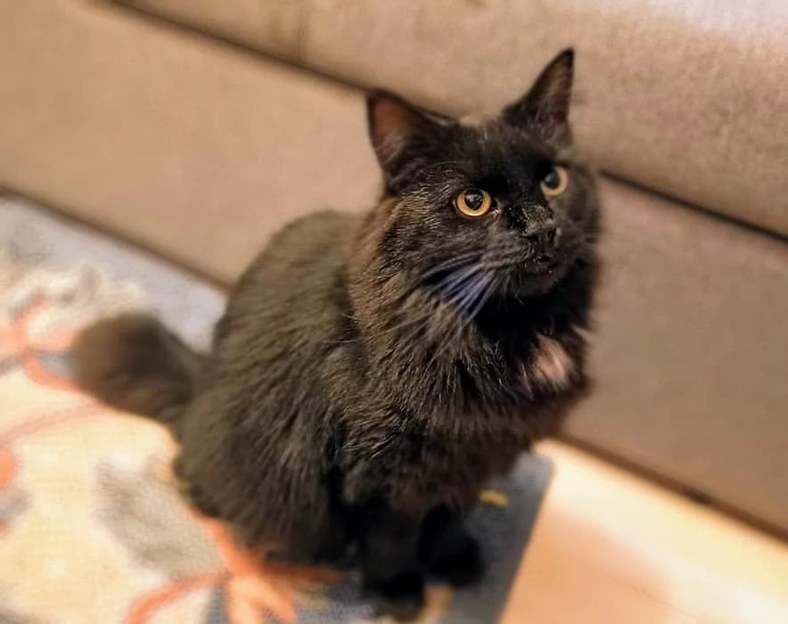 DracuLaura, Mixed Breed (MTÜ Saaremaa Lemmikloomade Turvakodu)