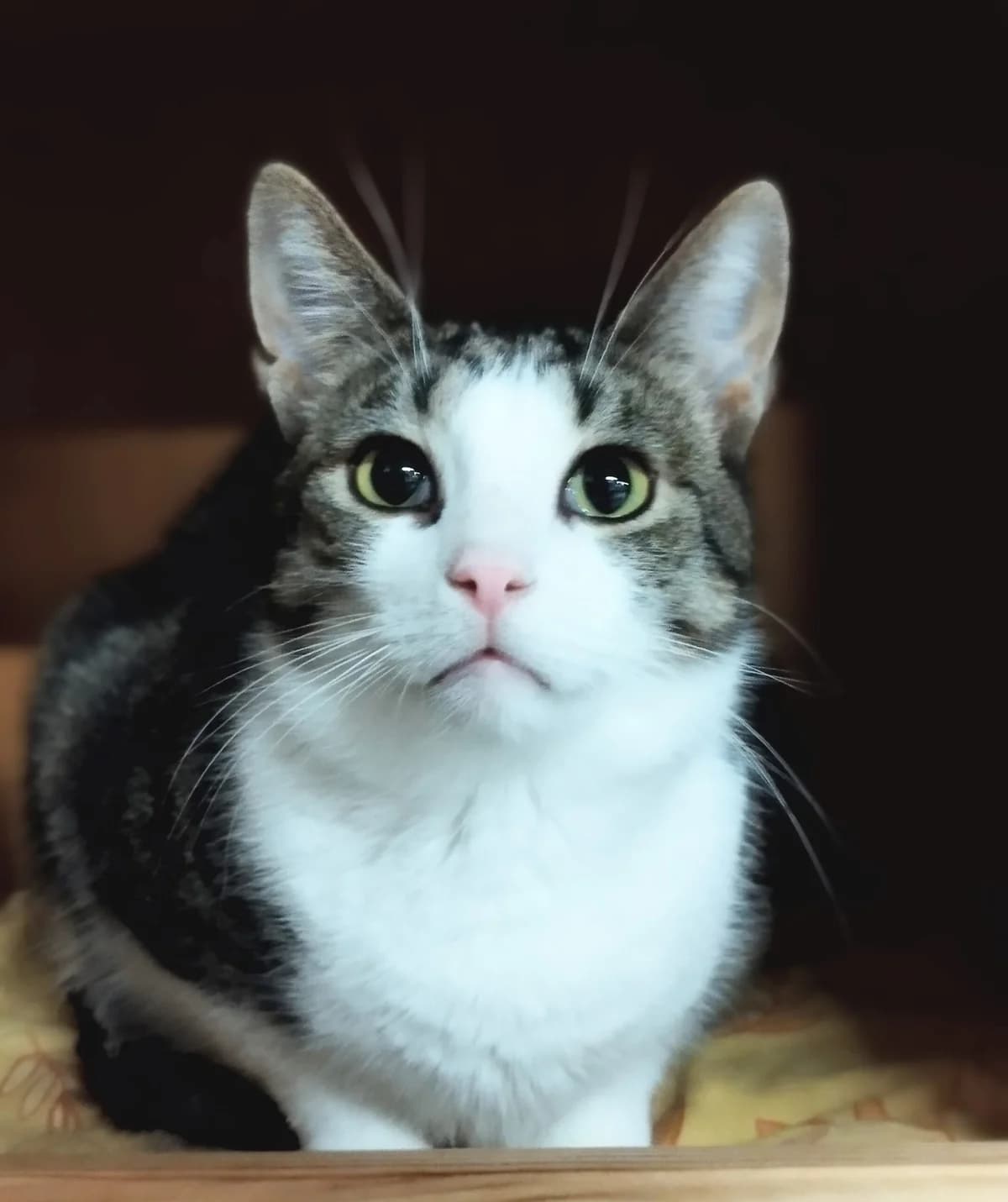 Sulo, Mixed Breed (MTÜ Saaremaa Lemmikloomade Turvakodu)