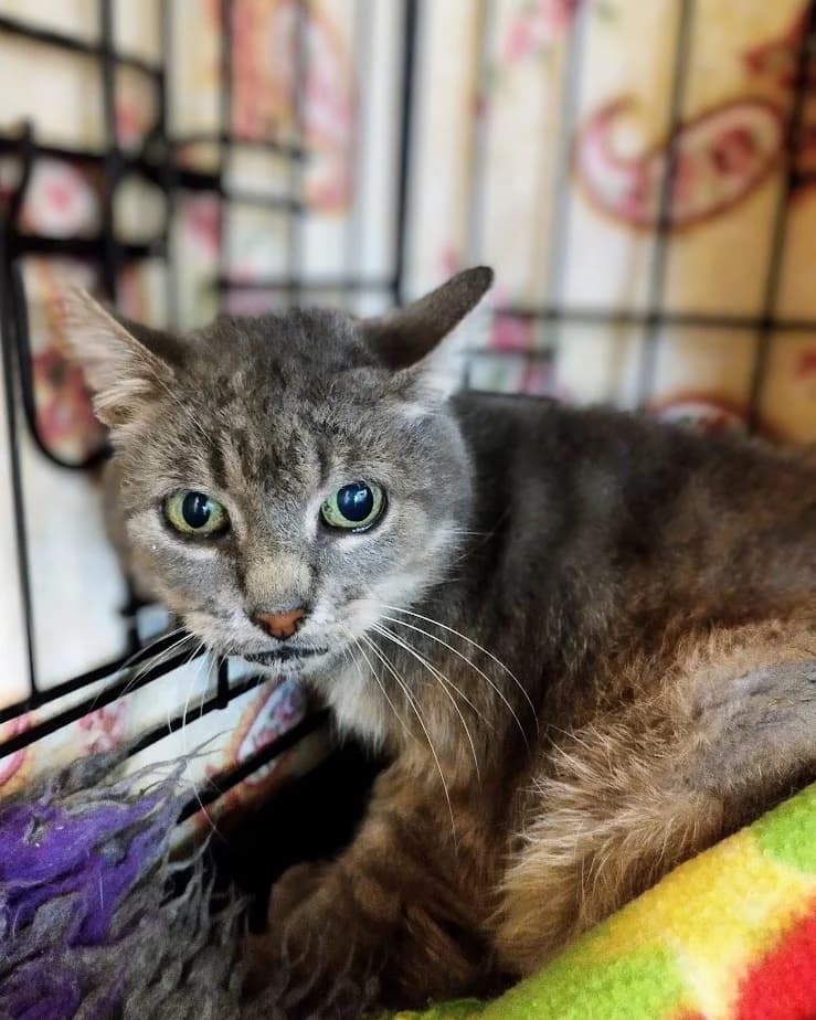 Fauna, female 3yo Mixed Breed for adoption at MTÜ Saaremaa Lemmikloomade Turvakodu, Kuressaare