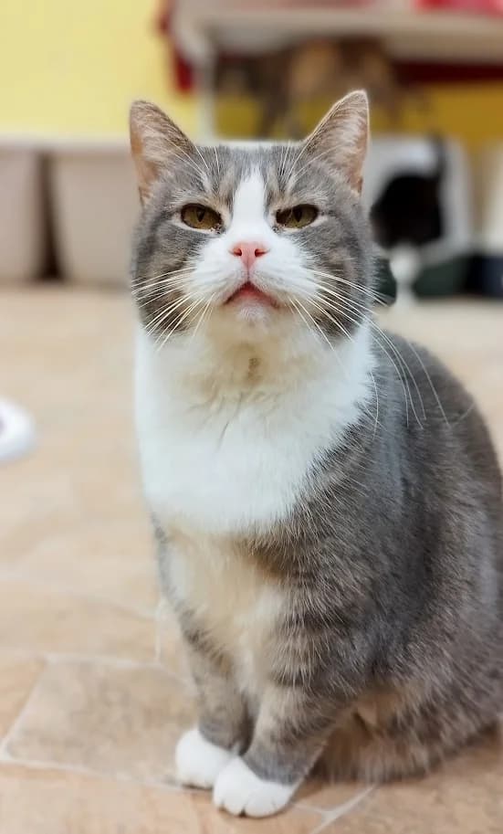 Hallu, Mixed Breed (MTÜ Saaremaa Lemmikloomade Turvakodu)