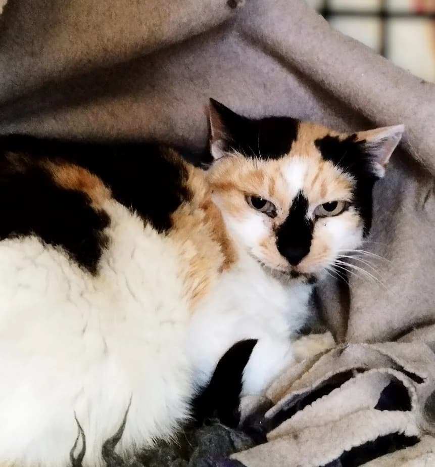 Willa, Mixed Breed (MTÜ Saaremaa Lemmikloomade Turvakodu)