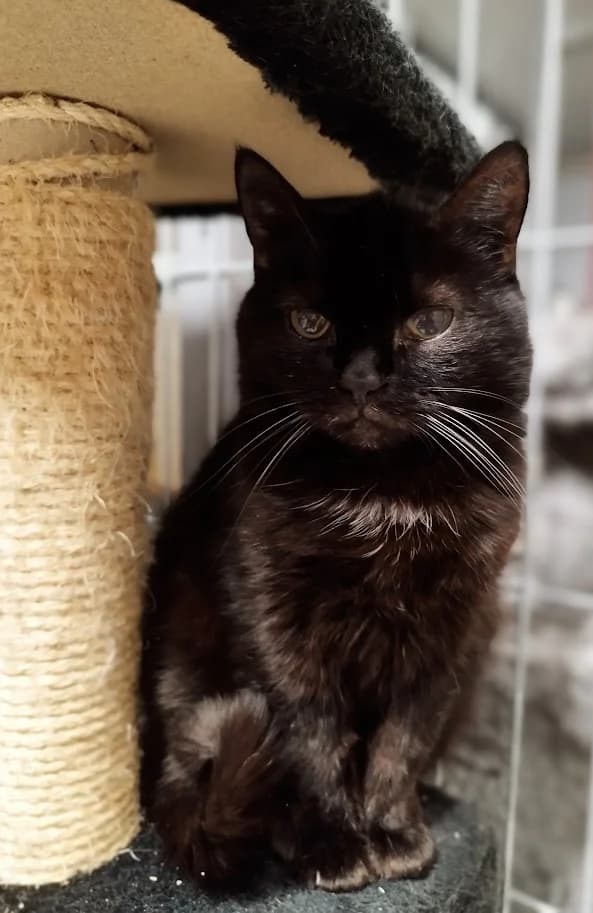 Gipsy, Mixed Breed (MTÜ Saaremaa Lemmikloomade Turvakodu)