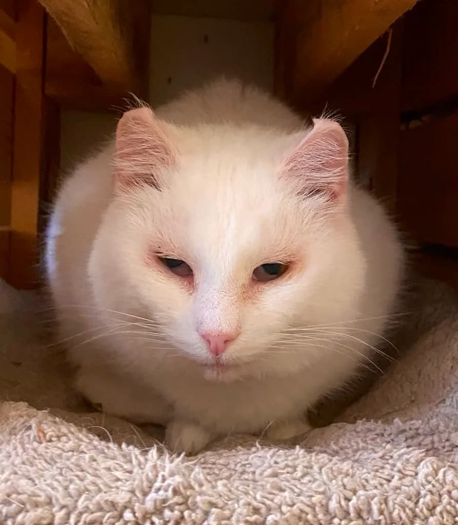 Lumi, male 5yo Mixed Breed for adoption at MTÜ Saaremaa Lemmikloomade Turvakodu, Kuressaare