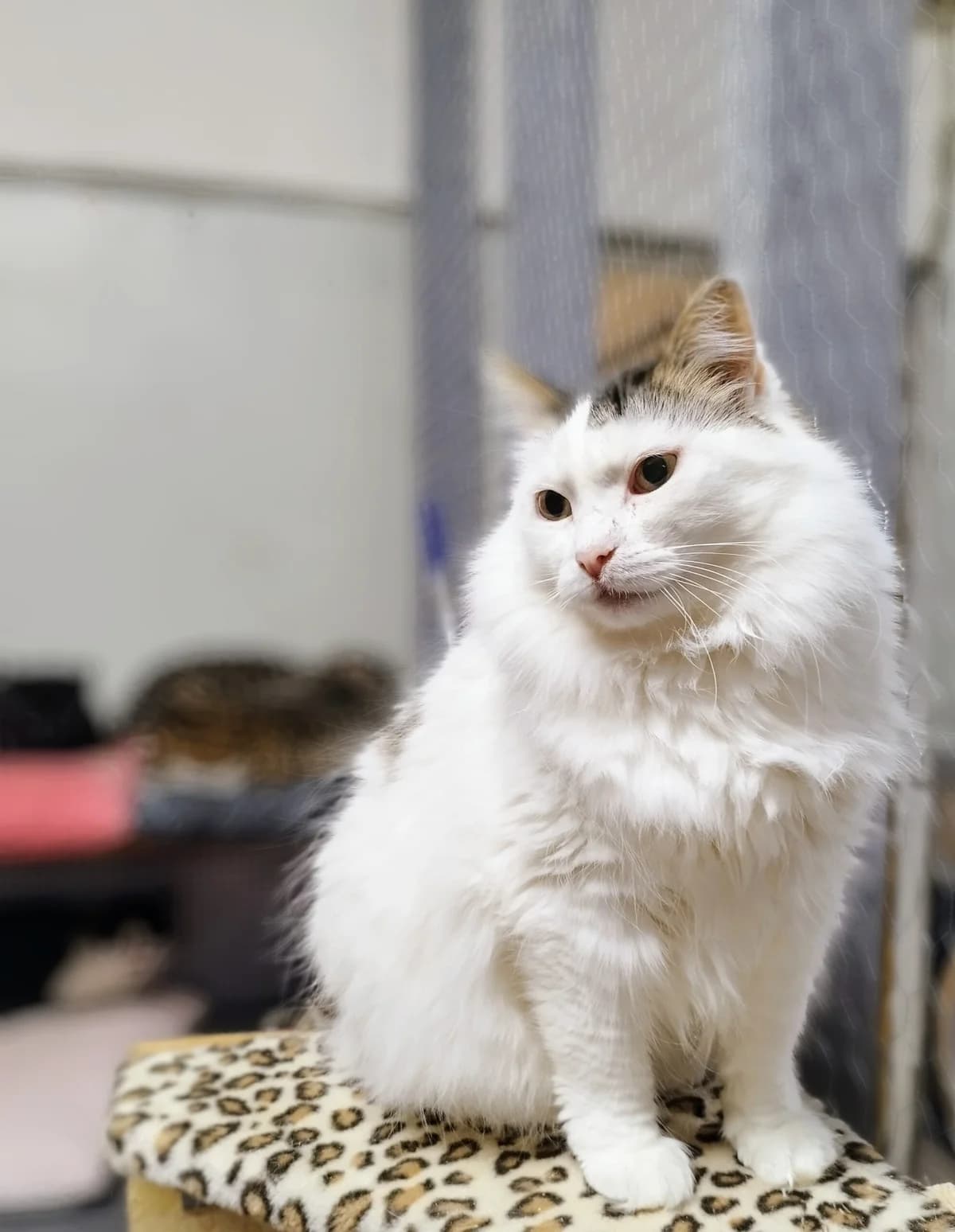 Lembit, Mixed Breed (MTÜ Saaremaa Lemmikloomade Turvakodu)